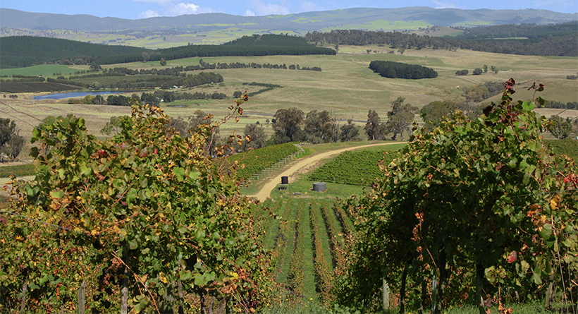 Coppabella Vineyard